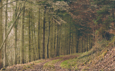 Hiking trail surrounded by trees and nature in a winter afternoon in Odenwald, Germany