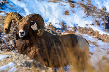 Bighorn Sheep