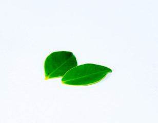 Fototapeta na wymiar green leaf close up isolated on white background