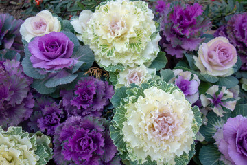 冬のカラフルな葉牡丹