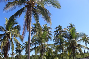 Obraz premium palm trees and blue sky