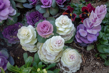 冬のカラフルな葉牡丹