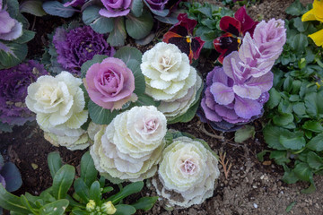 冬のカラフルな葉牡丹