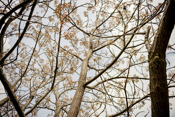 Obraz premium Winter trees forgot their leaves