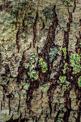 Tree bark and lichen texture