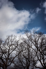 Fototapeta na wymiar Bare trees over blue sky