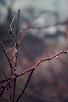 Dead thorn bush