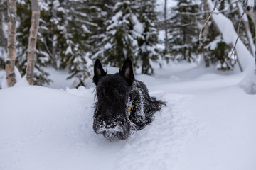 Naklejka premium Frozen scottish terrier dog plays in the cold snow in the forest in winter