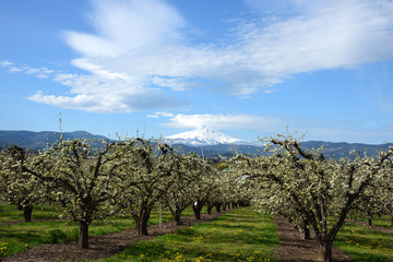 Mt Hood and a Blooming Orchard in the Hood River Valley in the Columbia Gorge, Oregon, Taken in Spring