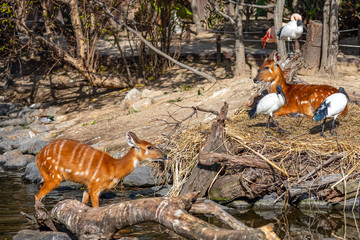 Wild animals in natural woodland in sunny day. Deer and African sacred ibis