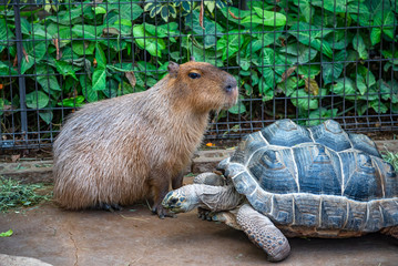 Wild animals in natural park in sunny day. Capybara and Giant tortoise