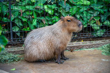 Capybara in natural park in sunny day