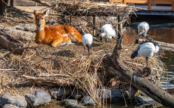 Wild animals in natural woodland in sunny day. Deer and African sacred ibis