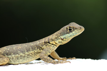 green lizard