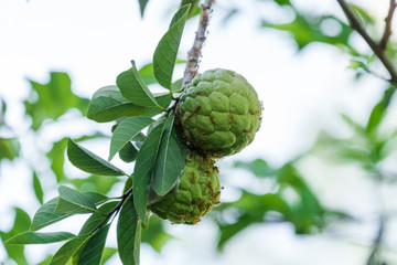 Fototapeta premium Young srikaya fruit (Annonaceae) still hang on the tree and surrounded by green leaves.