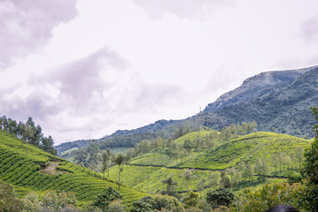 Fototapeta premium A shot of cloud kissed Nilgiri Mountains