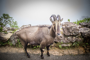 A shot of rare wild Nilgiri Tahr goat from Kerala
