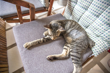 The blurred abstract background of cat breeds, which are often seen in homes, resort residences, and have fast movements based on nationality.