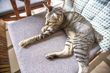 The blurred abstract background of cat breeds, which are often seen in homes, resort residences, and have fast movements based on nationality.