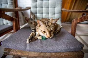 The blurred abstract background of cat breeds, which are often seen in homes, resort residences,...