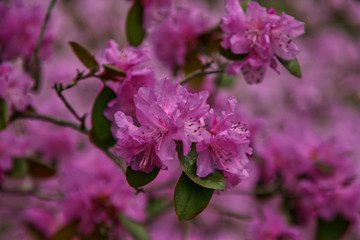 Obraz premium Bush of pink blooming rhododendron