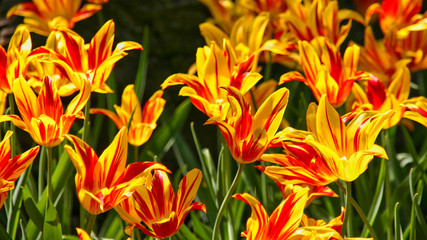 Fototapeta premium Spring yellow and red tulip flowers