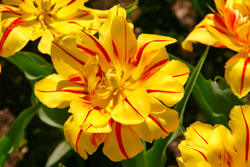 Spring yellow and red tulip flowers