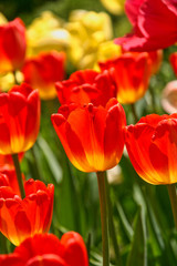 Spring yellow and red tulip flowers