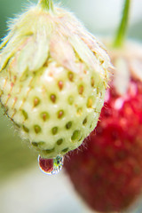 青いいちごと雨の雫のクロースアップ写真
