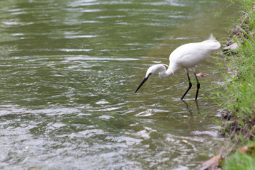 Little egret (Egretta garzetta)