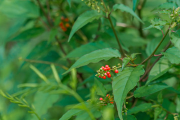 Wild berries thrive during the rainy season.