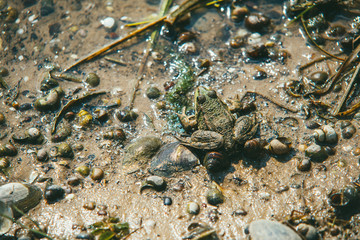 Top view of a frog sitting on a sandy wet beach strewn with shells