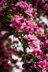 pink flowers in garden