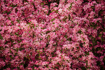 background of flowers