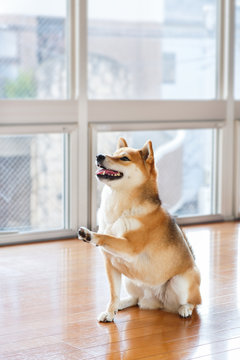 おかわりするしば犬