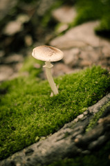 mushroom in forest