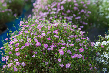 Blooming purple flower with dewdrops and green leaves，Cuphea hookeriana Walp.