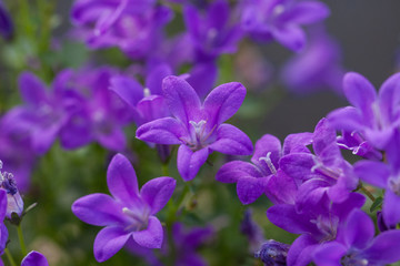 Fototapeta na wymiar Blooming purple flower with dewdrops and green leaves，Cuphea hookeriana Walp.