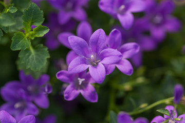 Blooming purple flower with dewdrops and green leaves，Cuphea hookeriana Walp.