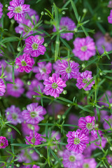Fototapeta premium Blooming purple flower with dewdrops and green leaves，Cuphea hookeriana Walp.