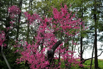 桃の花　菊桃　ピンク　風景　