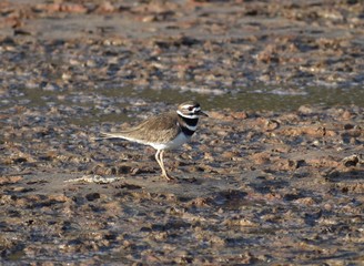 A killdeer (Charadrius vociferus) foraging in the mud along Elkhorn Slough in California.
