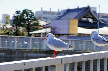 フェンスに降り立ったユリカモメ