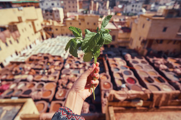 Female hand holding mint leaves against Tanneries of Fes, Africa Old tanks of the Fez's tanneries...