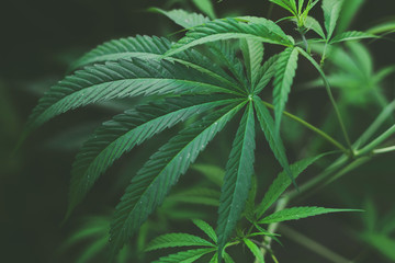 Cannabis leaves of a plant growing