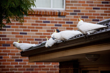 Flock of sulphur-crested cockatoos sittting on a roof. Australian urrban wildlife