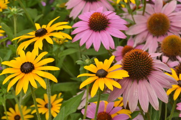 colorful flowers in the garden
