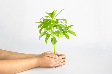 green plant in hand on white background. of edit or create new project. saving the planet concept.