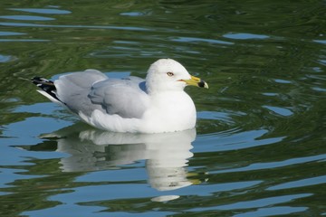 Fototapeta na wymiar Seagull swimming in Florida river, closeup 