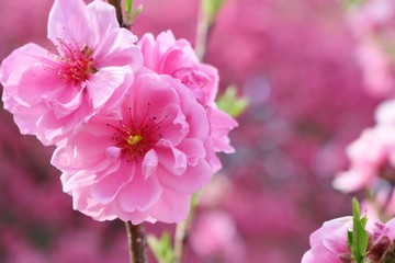 花　桃の花　ひな祭り　春　日本